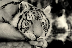 Khabarovsk se pitaju vladimir putin da zaštiti amur tigera iz pohoća Khabarovsk se pitaju vladimir putin da zaštiti amur tigera iz pohoća